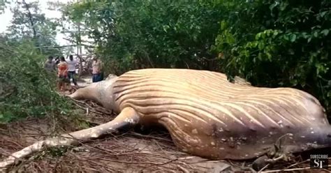 whale found dead in amazon